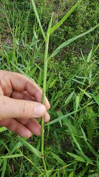 Imagem de Brachiaria platyphylla (Munro ex C. Wright) Nash