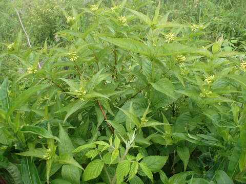 Image de Diervilla sessilifolia Buckl.