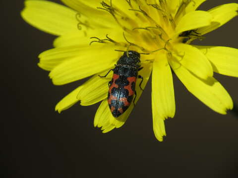 Image de Acmaeodera ottomana (Frivaldszky 1837)