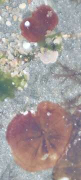 Image of Hildenbrandia rubra