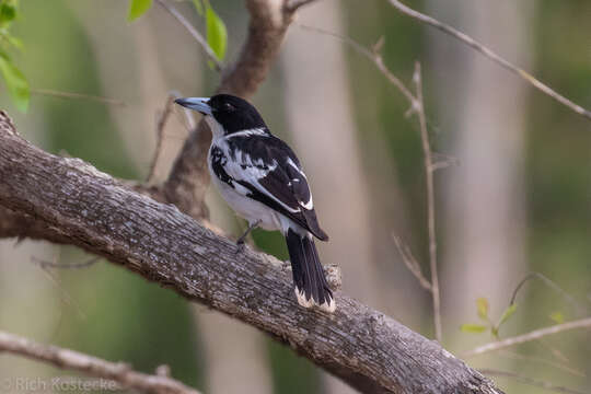 Image of Black-backed Butcherbird