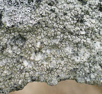 Image of crater lichen