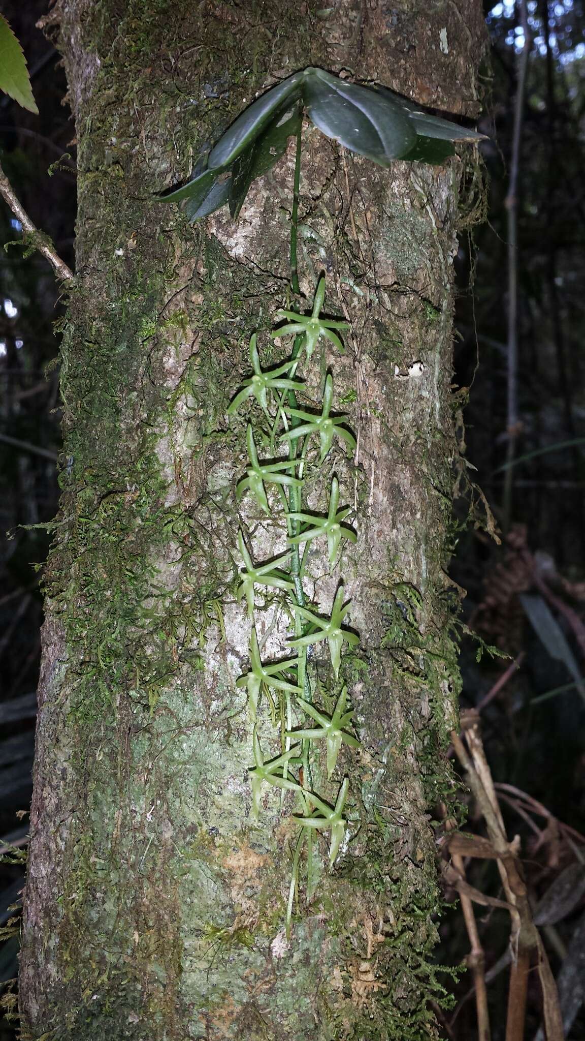 Image of Aerangis pallidiflora H. Perrier