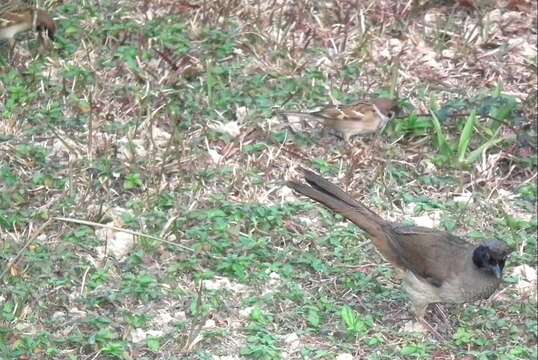 Image of Masked Laughingthrush