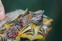 Image of Spiny turtle