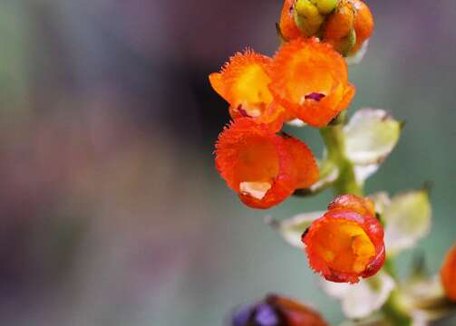 Imagem de Elleanthus aurantiacus (Lindl.) Rchb. fil.