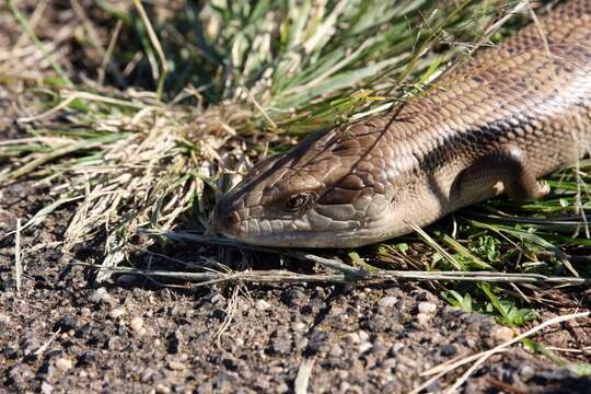 صورة Tiliqua scincoides scincoides (White 1790)