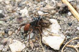 صورة Agenioideus nubecula (Costa 1881)