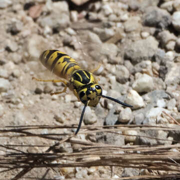 Image of Vespula sulphurea (de Saussure 1854)