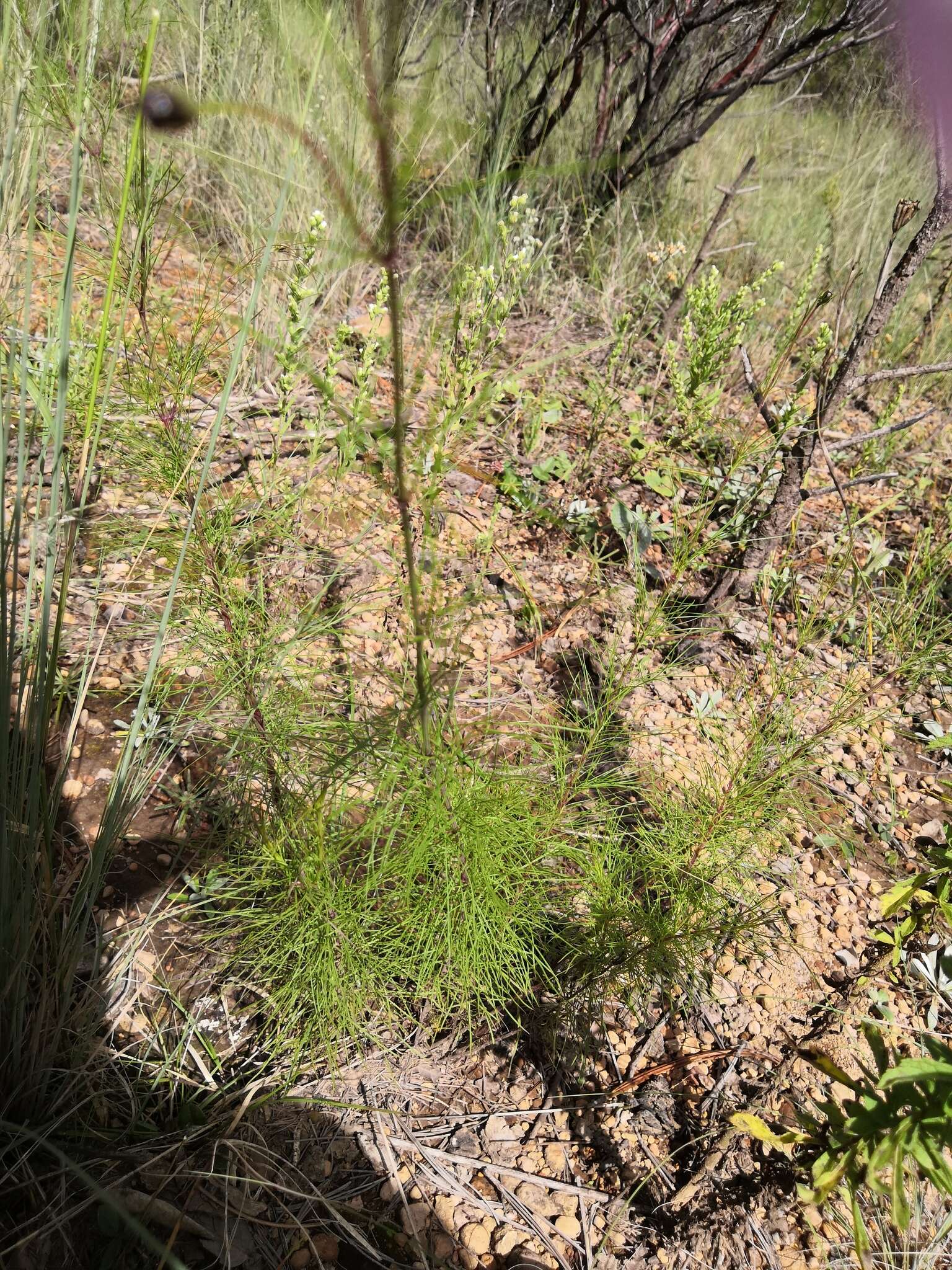 Image of Cosmos carvifolius Benth.