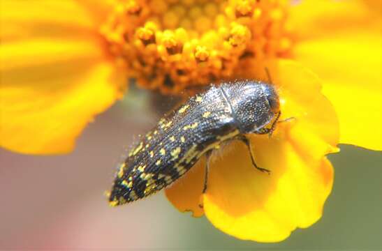 Image of Acmaeodera flavopicta Waterhouse 1889