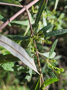 Image of Olearia viscidula (F. Müll.) Benth.