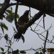 Image of Crimson-mantled Woodpecker