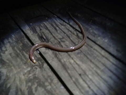 Image of Long-finned worm eel