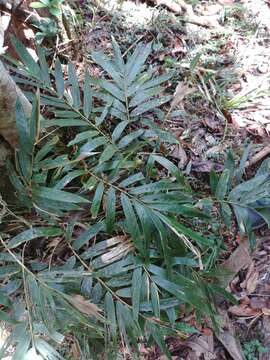 Image of Sokinochloa chapelieri (Munro) S. Dransf.