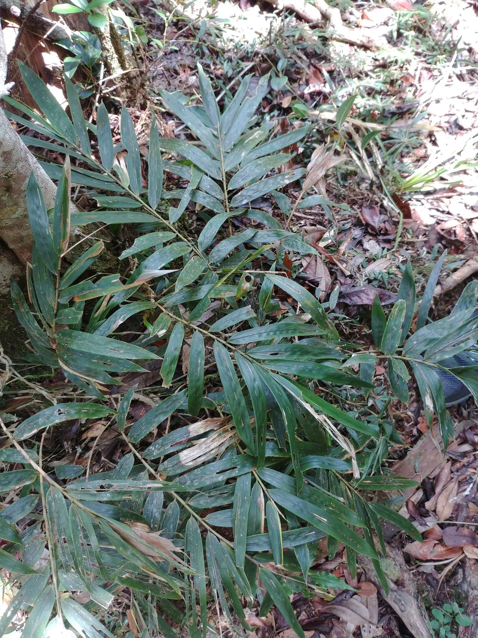 Plancia ëd Sokinochloa chapelieri (Munro) S. Dransf.