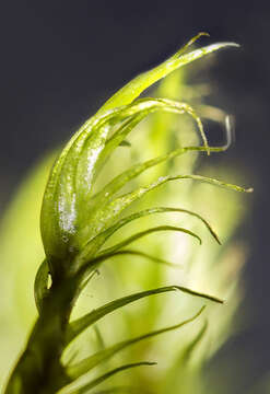 Image of dicranum moss