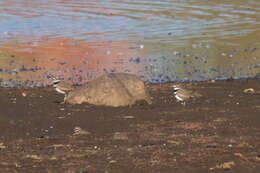 Image of Killdeer