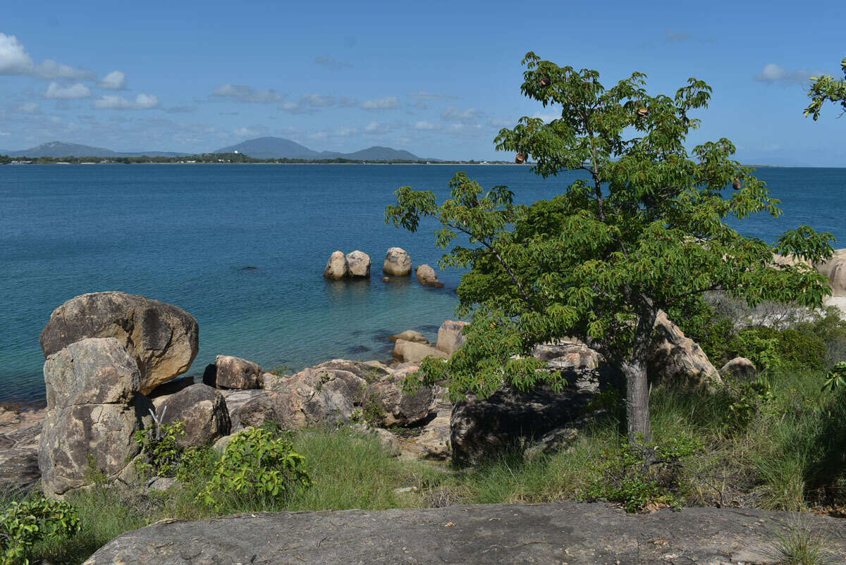 Image of Cochlospermum gillivraei subsp. gillivraei