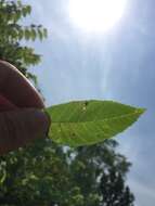 Imagem de Stigmella juglandifoliella (Clemens 1861) Wilkinson et al. 1979