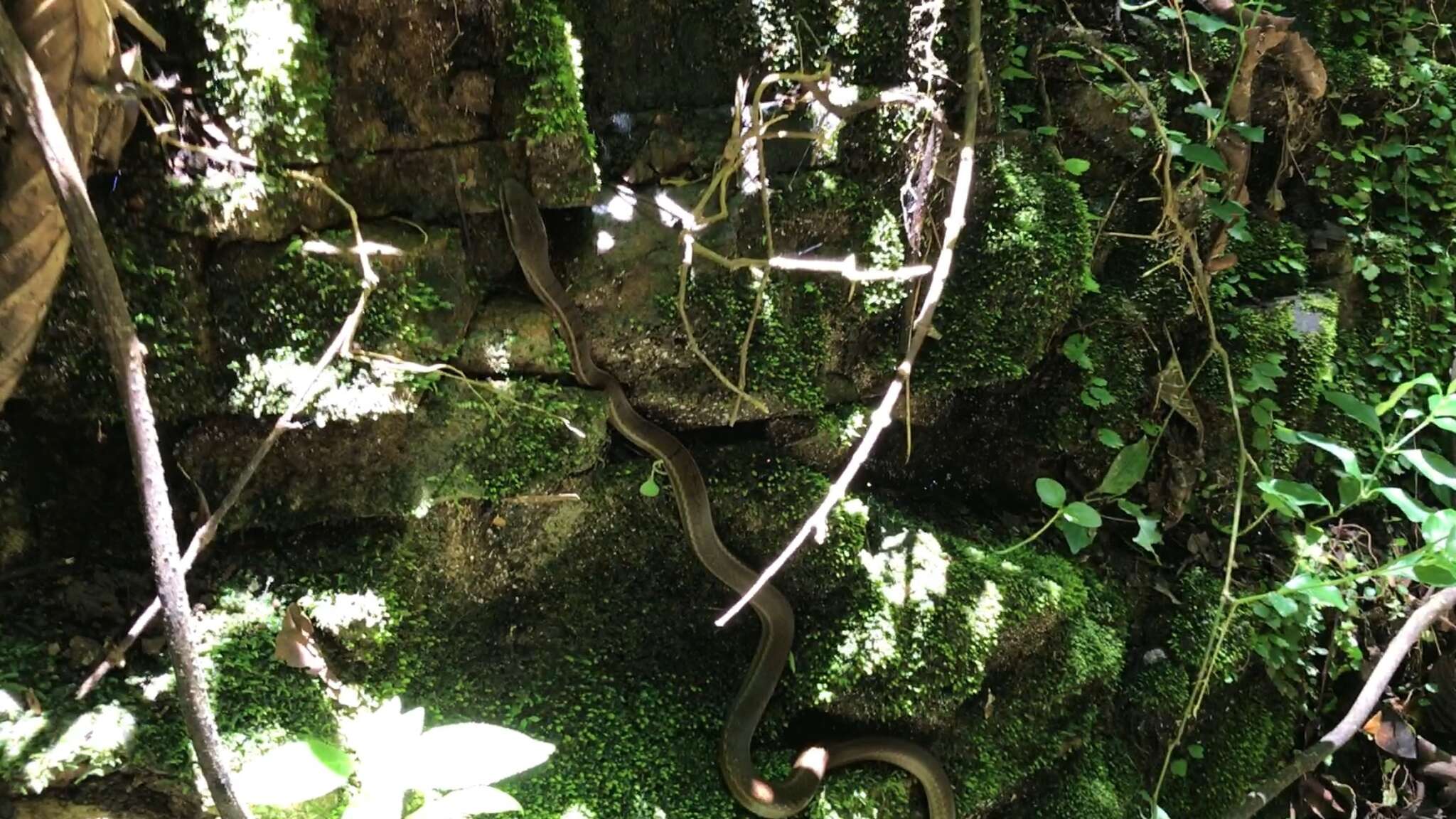 Image of South American Forest Racer