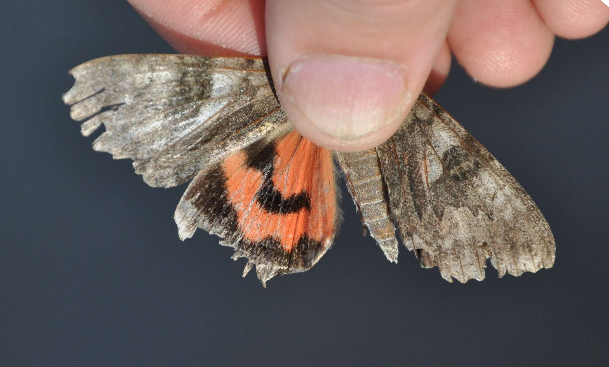 Image of red underwing