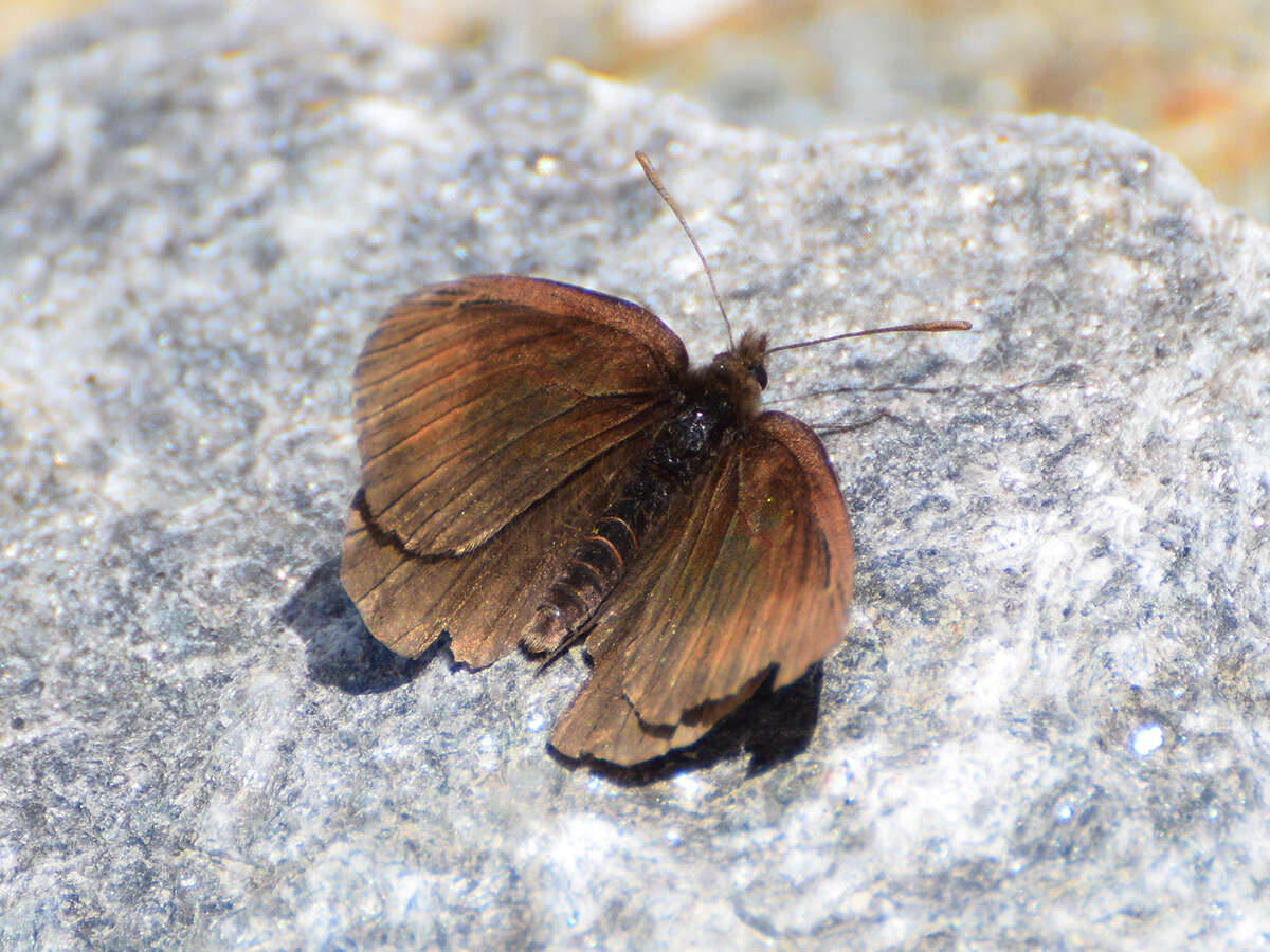 Erebia pluto De Prunner 1798 resmi