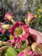 Image of tobacco