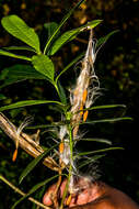 Image de Strophanthus speciosus (Ward & Harv.) Reber