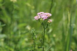 Image of Achillea obscura Nees