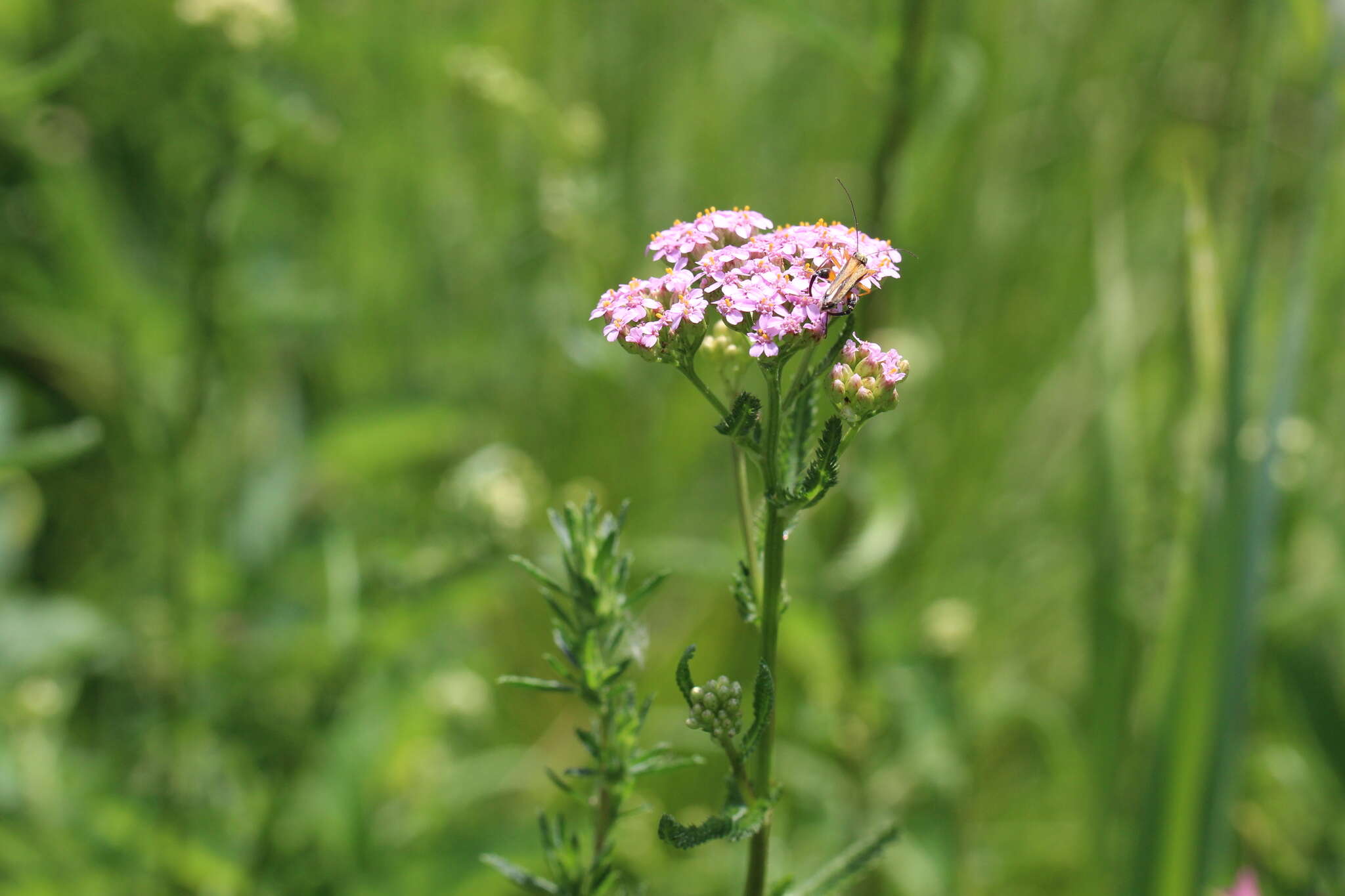 Image of Achillea obscura Nees