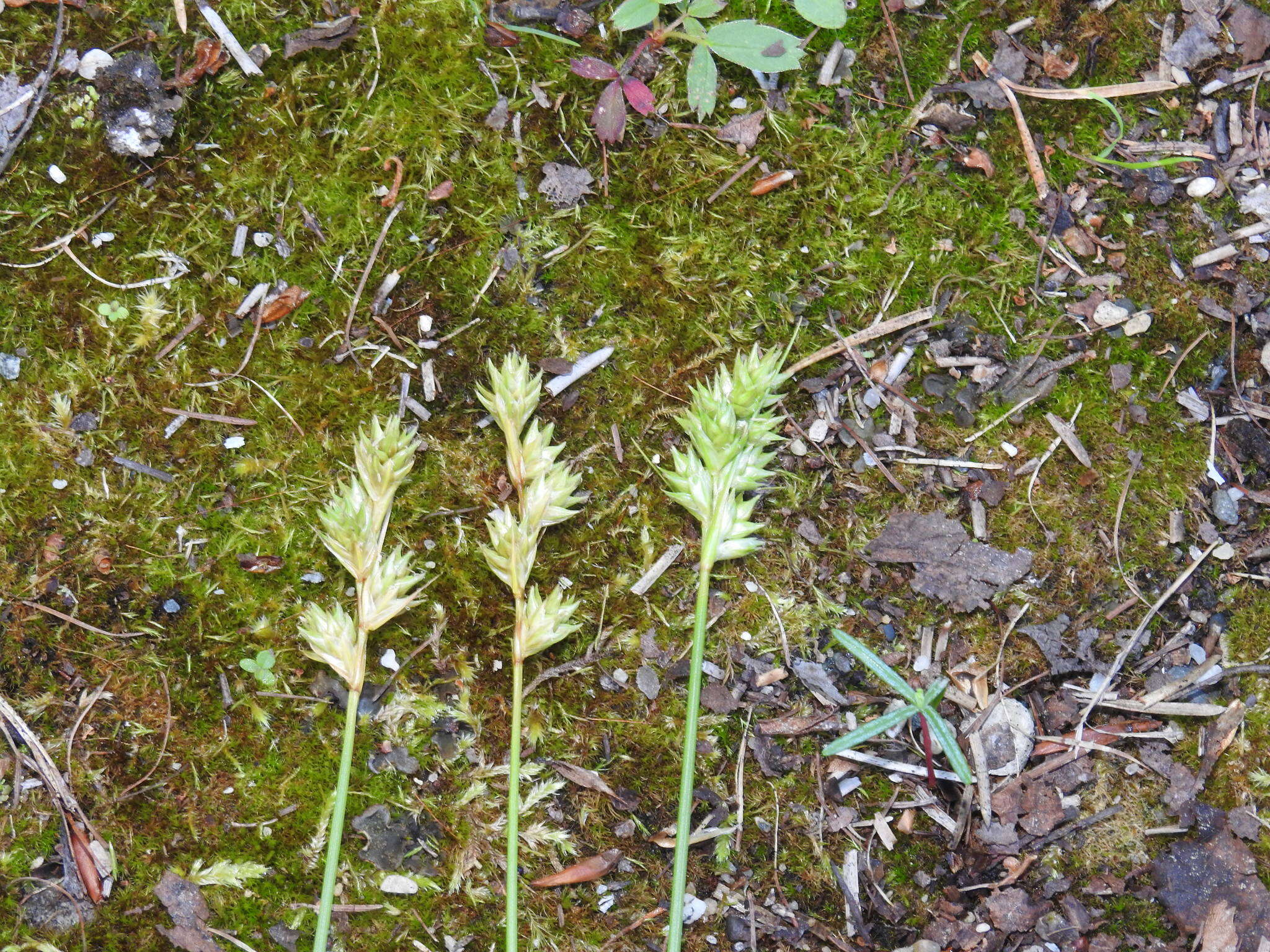 Image of lesser brown sedge