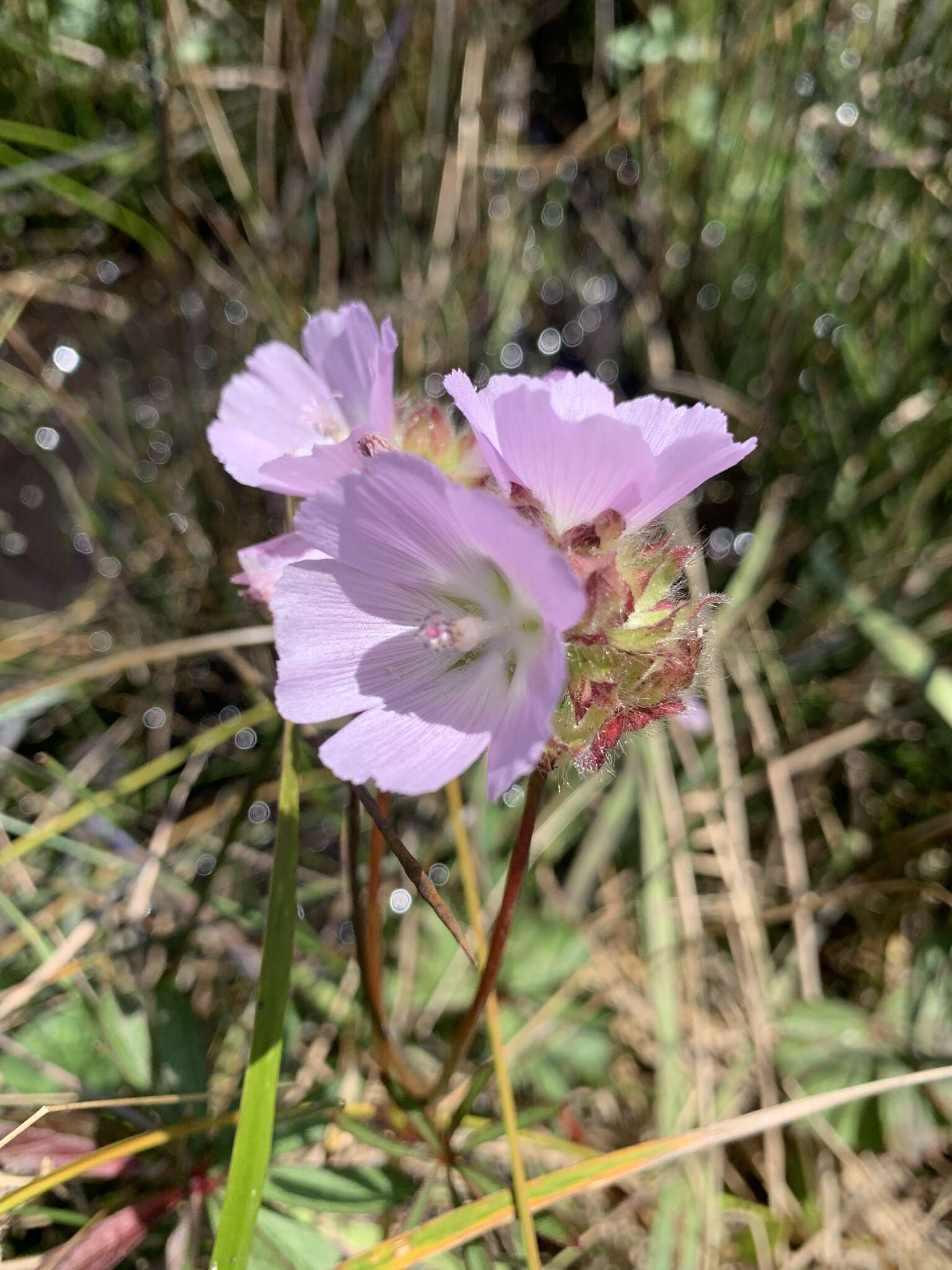 Image of annual checkerbloom