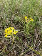 Image of western wallflower