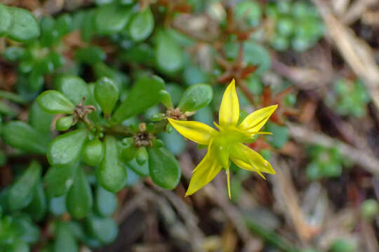 Image of Sedum erythrospermum Hayata