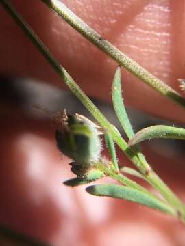 Image of Marin dwarf-flax