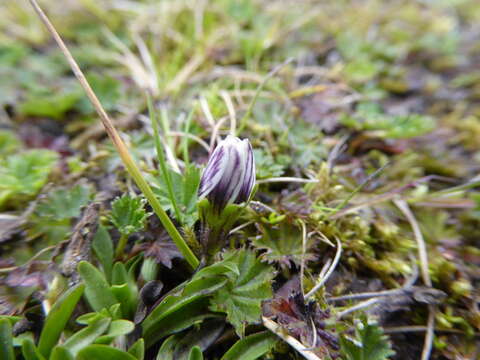 Image de Gentianella limoselloides (Kunth) Fabris