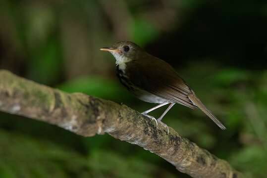 Image of Corythopis Sundevall 1836