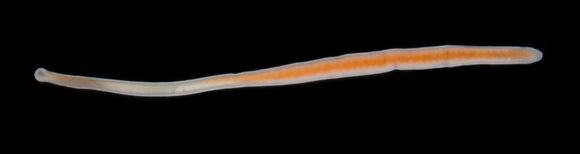 Image of <i>Ototyphlonemertes</i> (<i>Duplex</i>) <i>duplex</i> Bürger 1895