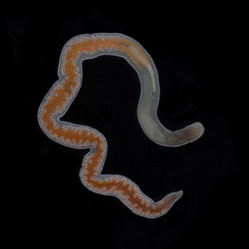 Image of <i>Ototyphlonemertes</i> (<i>Duplex</i>) <i>duplex</i> Bürger 1895
