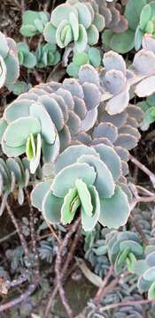 Image of Kalanchoe marnieriana Jacobsen