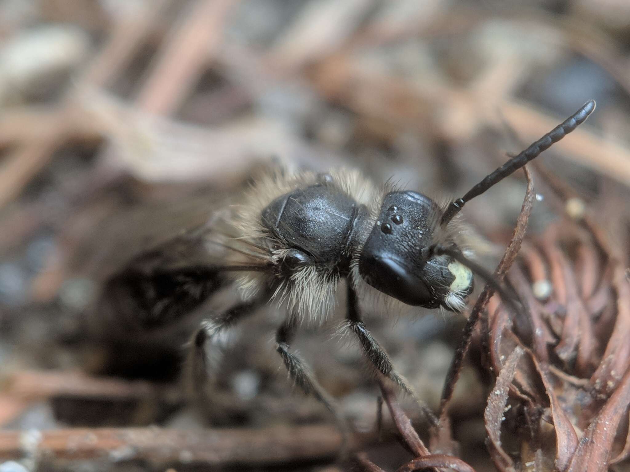 Image of Bradley's Andrena