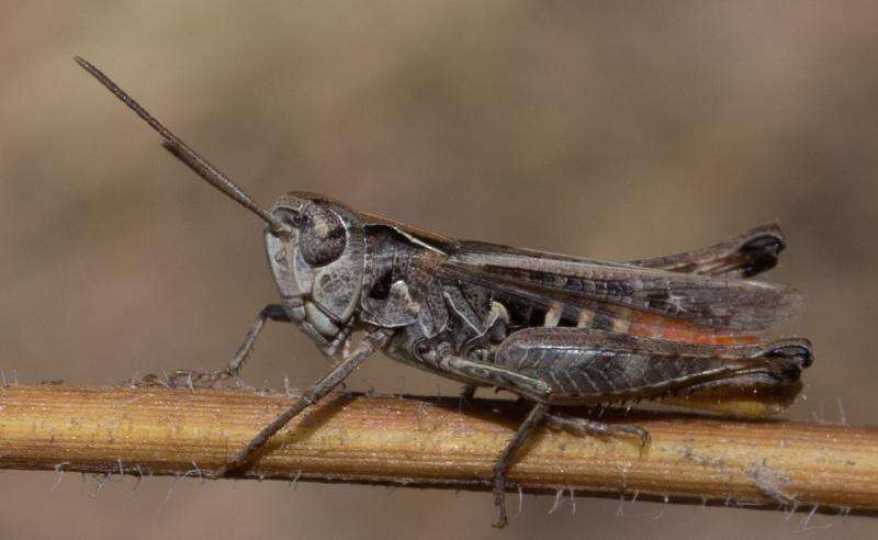 Image of orange-tipped grasshopper