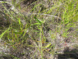 Image of Protea tenax (Salisb.) R. Br.