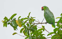 Image of Red-lored Parrot, Red-lored Amazon