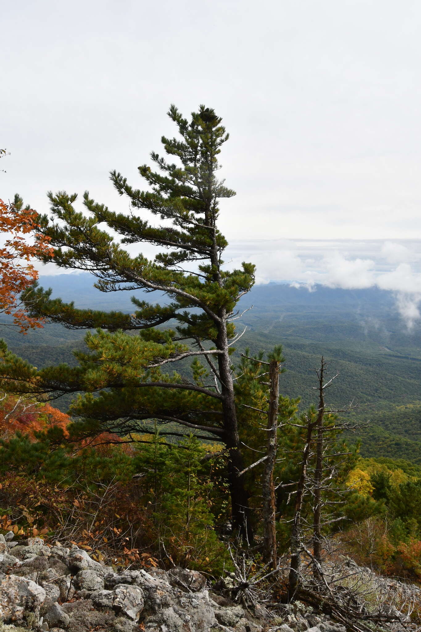 Image of Korean Pine