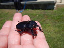 Image of Triceratops Beetle