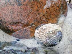 Image of Midas Ear Abalone