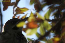 Image of Levaillant's Green Woodpecker