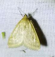 Image of Sitochroa Moth